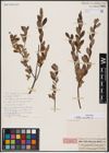 Foto von Salix aurita L.